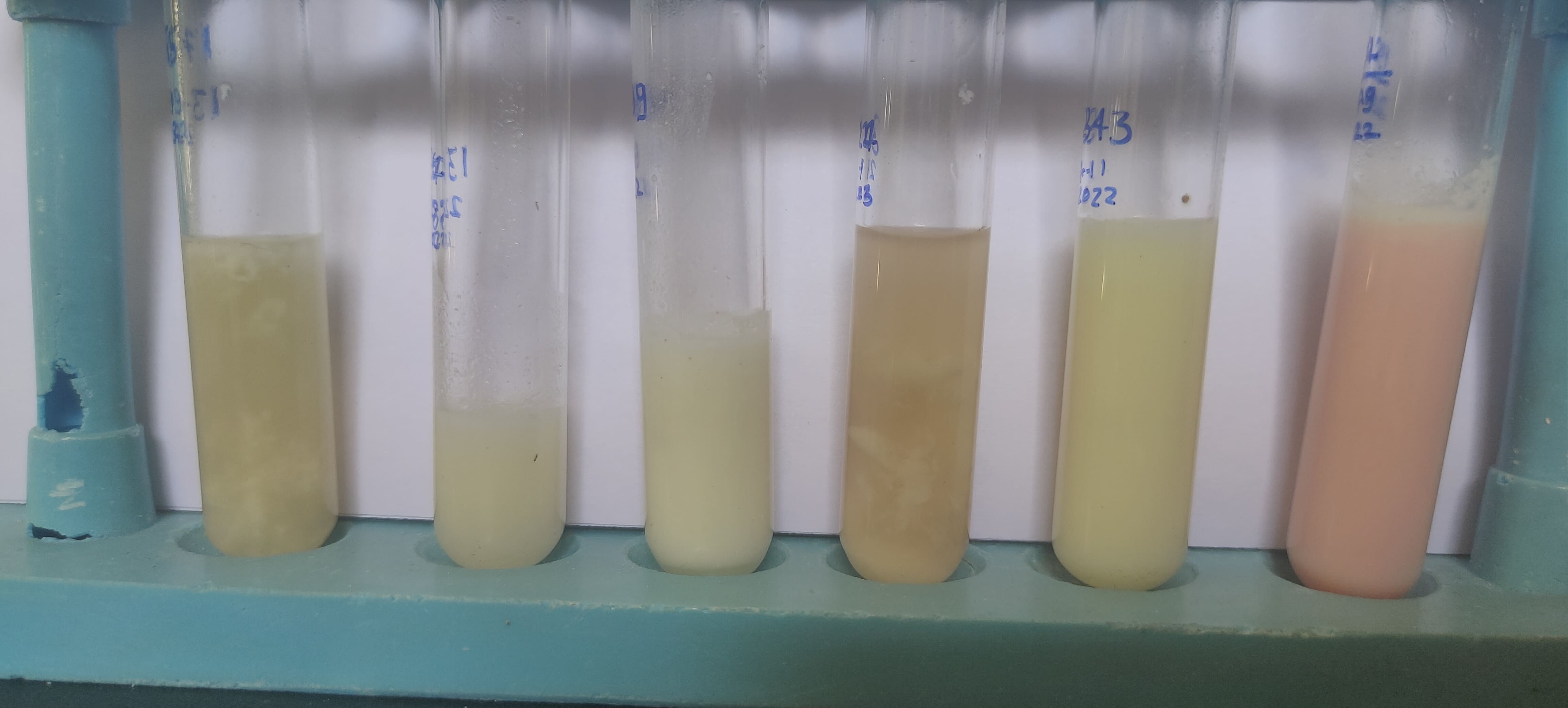 11. Milk Samples From Mastitic Cows